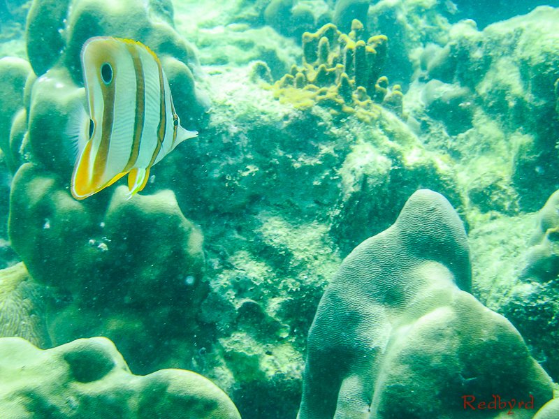 Krabi Andaman Sea Snorkeling Thailand