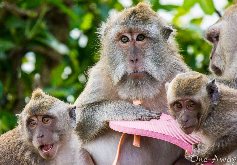 Uluwatu Macaques Bali Indonesia