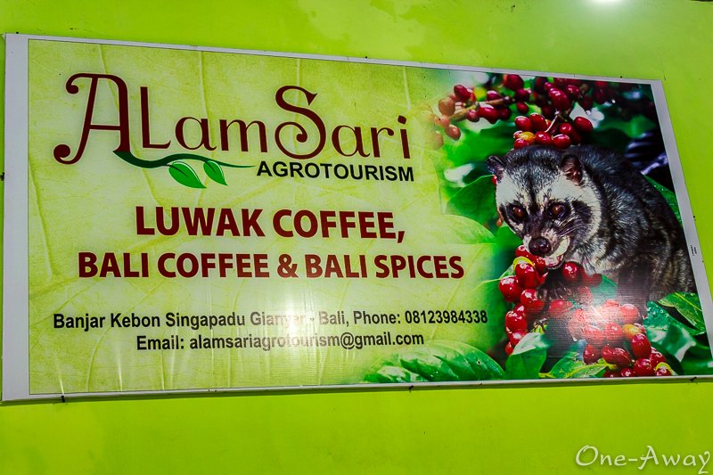 Kopi Luwak-Bali-AlamSari