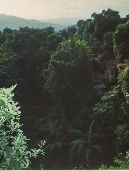 Saint Mary Jamaica - Where me come from