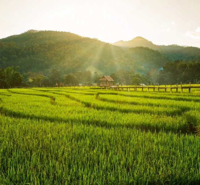 View of Sunset over Rice Fields with Bamboo Bridge in the distance.